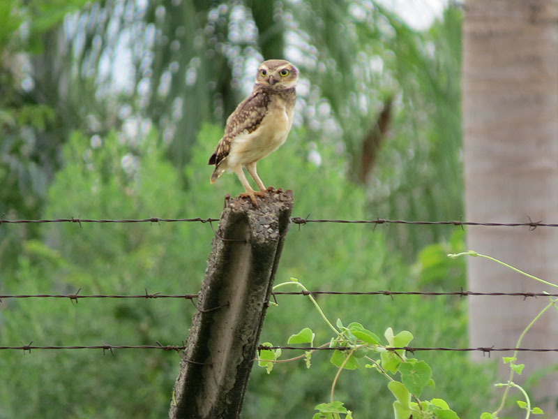 アナホリフクロウ, Aegolius funereus