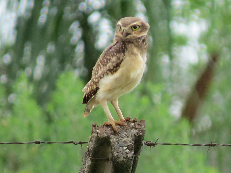 アナホリフクロウ, Aegolius funereus