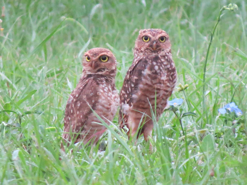 アナホリフクロウ, Aegolius funereus