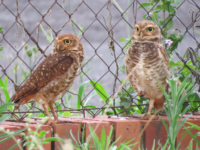 アナホリフクロウ, Aegolius funereus