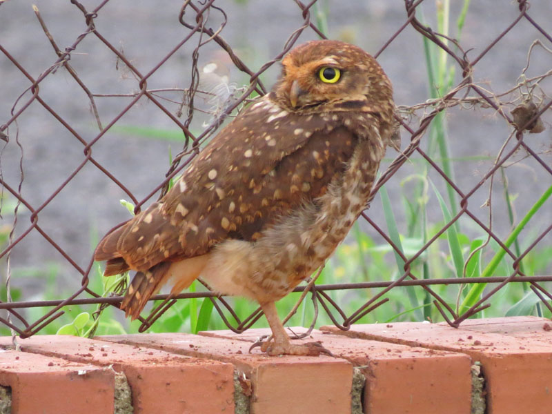 アナホリフクロウ, Aegolius funereus