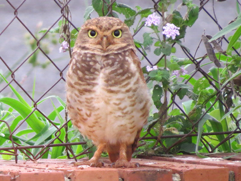 アナホリフクロウ, Aegolius funereus