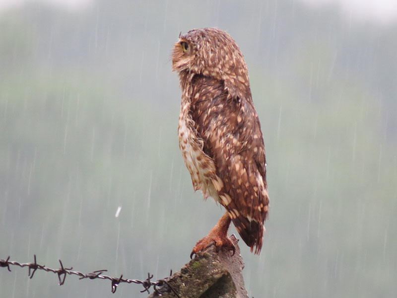 雨の日のアナホリフクロウ