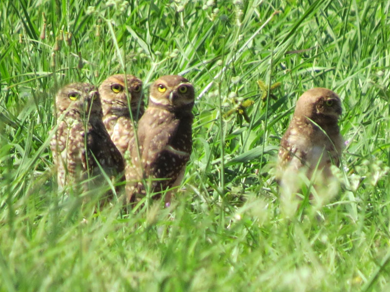 アナホリフクロウの家族