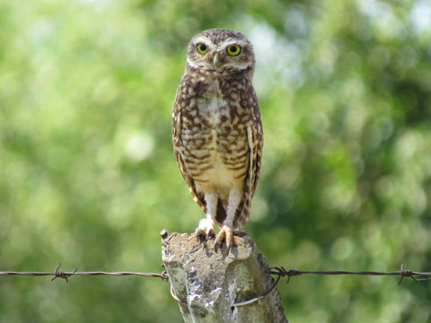 アナホリフクロウ, Aegolius funereus