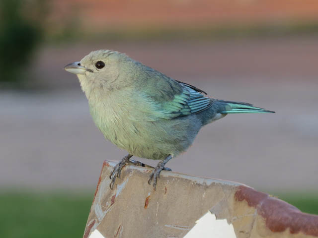 ソライロフウキンチョウ, Thraupis episcopus