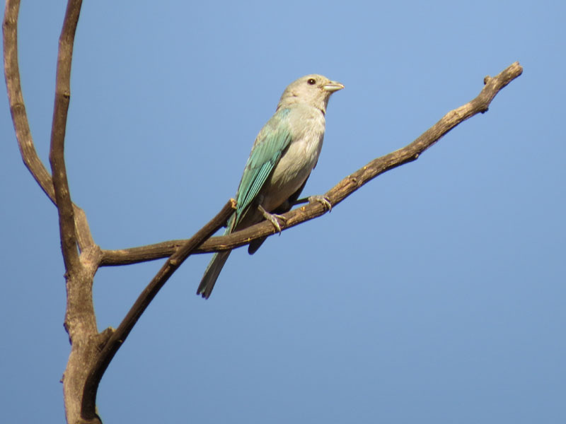 �n�C�K�V���\���C���t�E�L���`���E, Thraupis sayaca