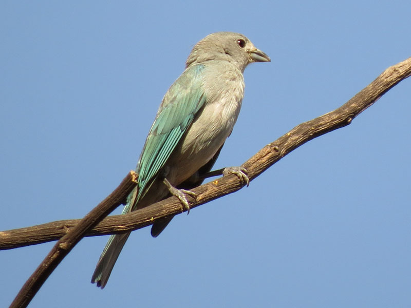 �n�C�K�V���\���C���t�E�L���`���E, Thraupis sayaca