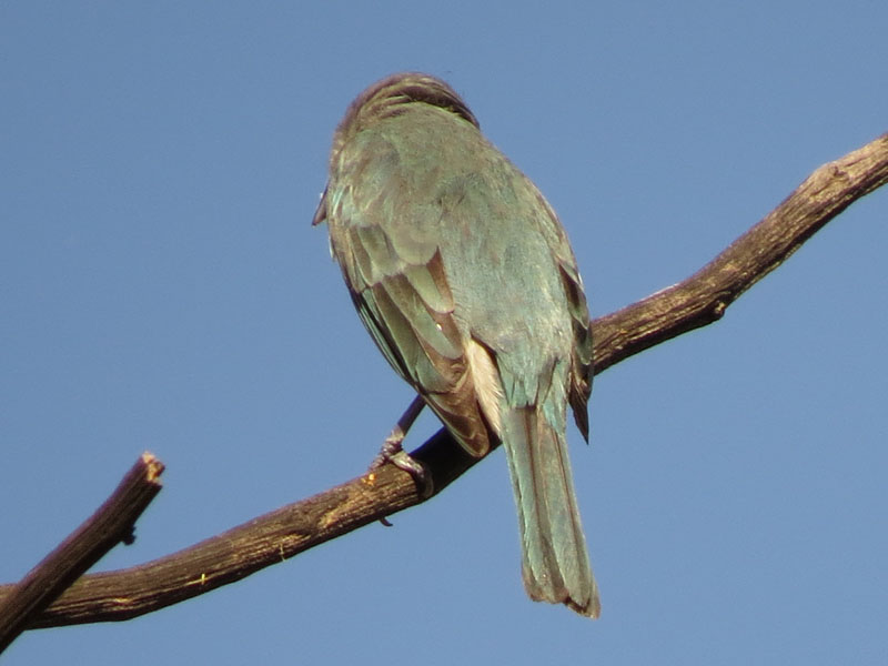 �n�C�K�V���\���C���t�E�L���`���E, Thraupis sayaca