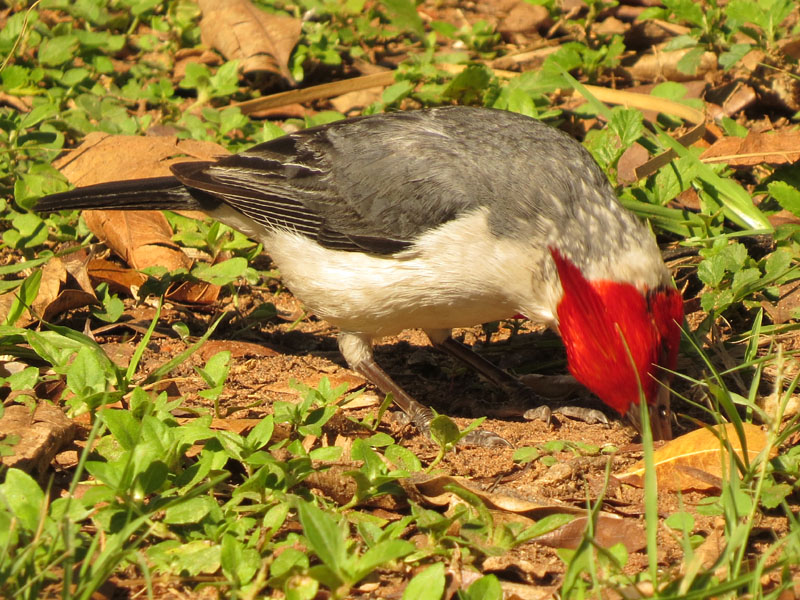 コウカンチョウ, Paroaria coronata