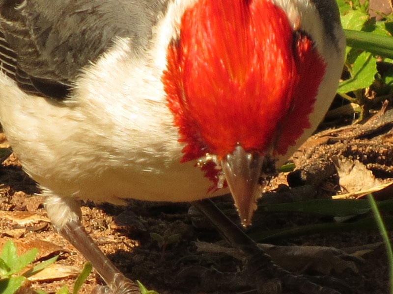 コウカンチョウ, Paroaria coronata