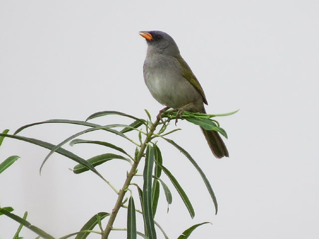 �N�T�r�I�m�W�R, Emberizoides herbicola