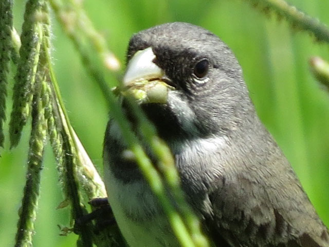�t�^�X�W�q���E�\, Sporophila caerulescens