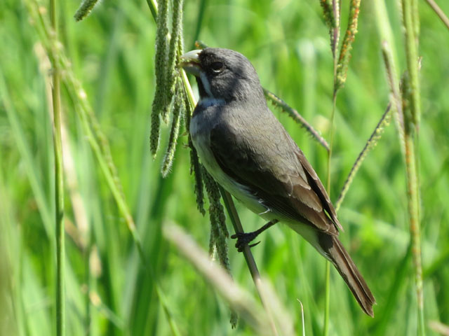 フタスジヒメウソ, Sporophila caerulescens