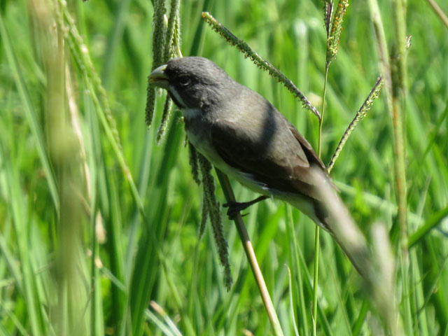 �t�^�X�W�q���E�\, Sporophila caerulescens