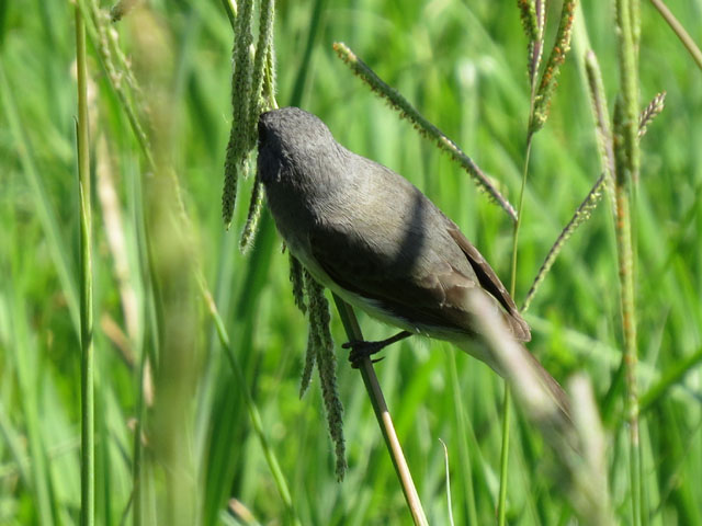 フタスジヒメウソ, Sporophila caerulescens
