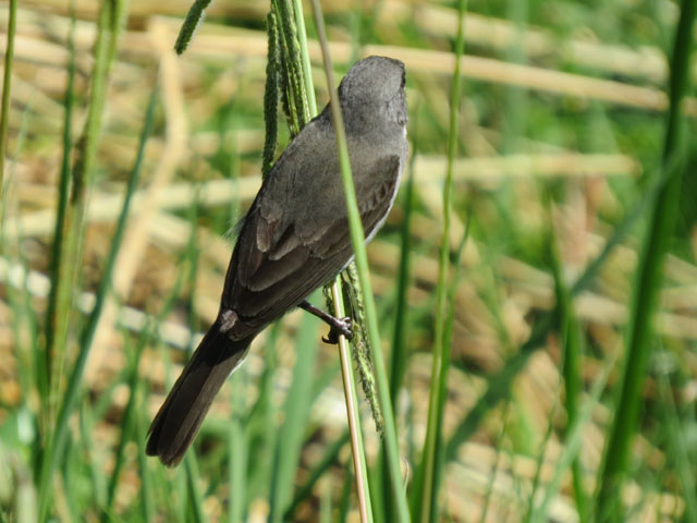 �t�^�X�W�q���E�\, Sporophila caerulescens