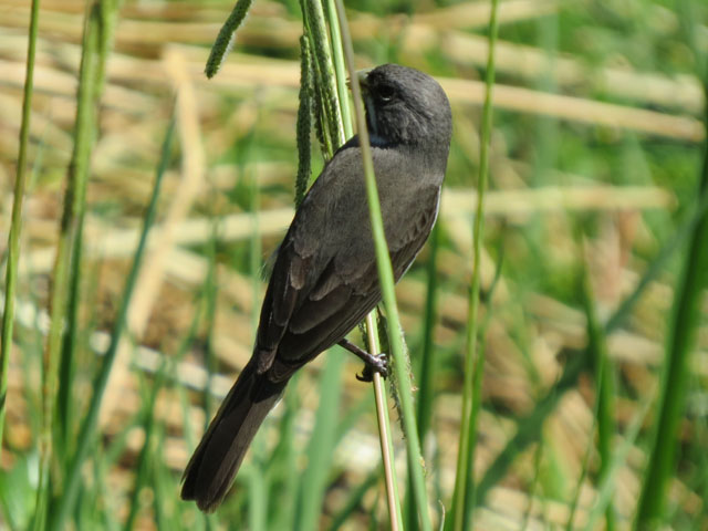 フタスジヒメウソ, Sporophila caerulescens