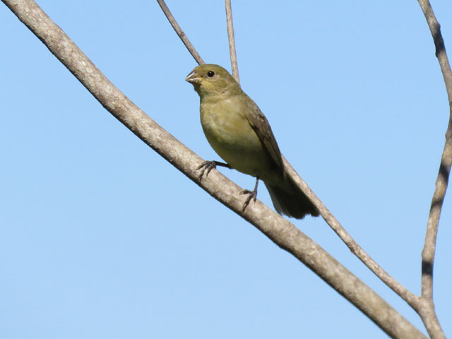 フタスジヒメウソのメス, Sporophila caerulescens (female)