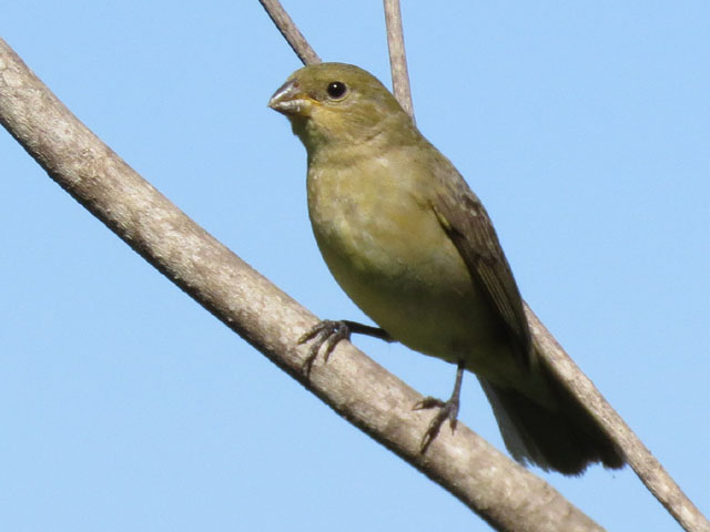 フタスジヒメウソのメス, Sporophila caerulescens (female)
