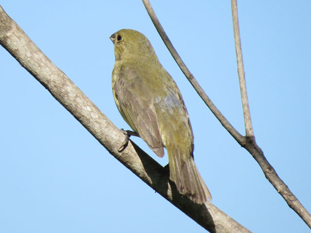 フタスジヒメウソのメス, Sporophila caerulescens (female)