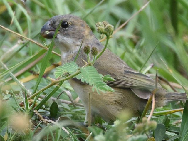 �L�G���q���E�\ (Sporophila collaris)