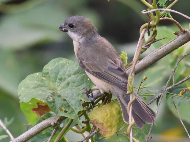 �L�G���q���E�\ (Sporophila collaris)