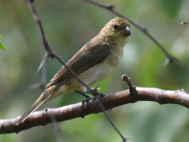 �V���n���q���E�\, Sporophila leucoptera