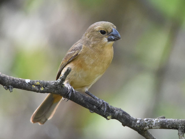 シロハラヒメウソ, Sporophila leucoptera