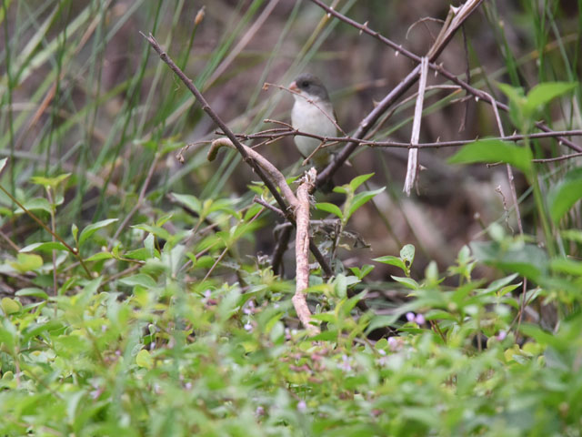 �V���n���q���E�\ (Sporophila leucoptera)