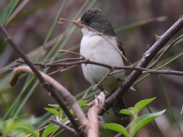 �V���n���q���E�\ (Sporophila leucoptera)