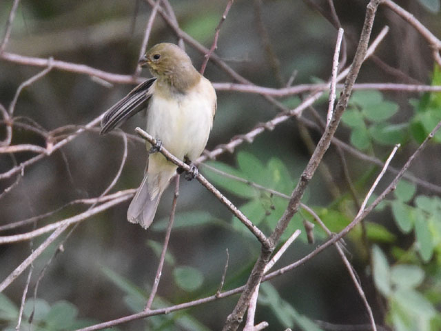 �q���E�\, Seedeater