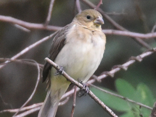 ヒメウソ, Seedeater