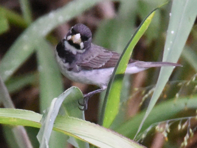 �t�^�X�W�q���E�\ (Sporophila caerulescens)