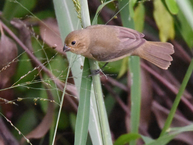 フタスジヒメウソ (Sporophila caerulescens)