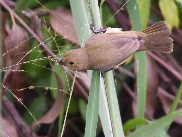 �t�^�X�W�q���E�\ (Sporophila caerulescens)