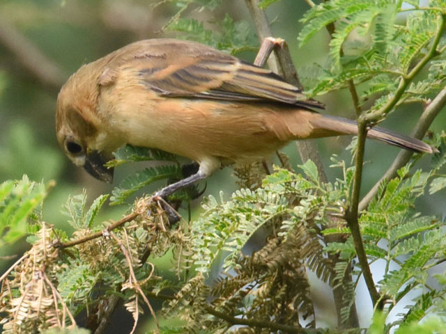 ヒメウソ, Seedeater