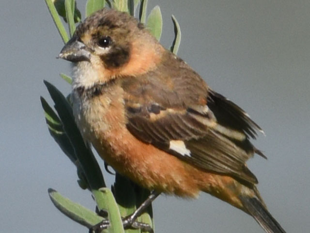 キエリヒメウソ, Sporophila collaris