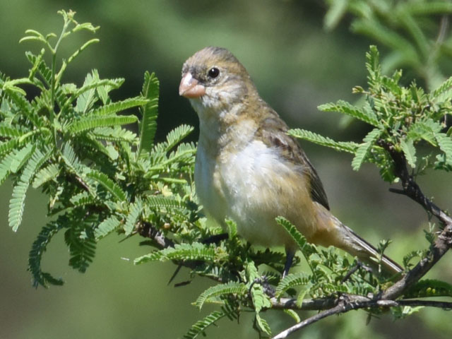 ヒメウソ, Seedeater