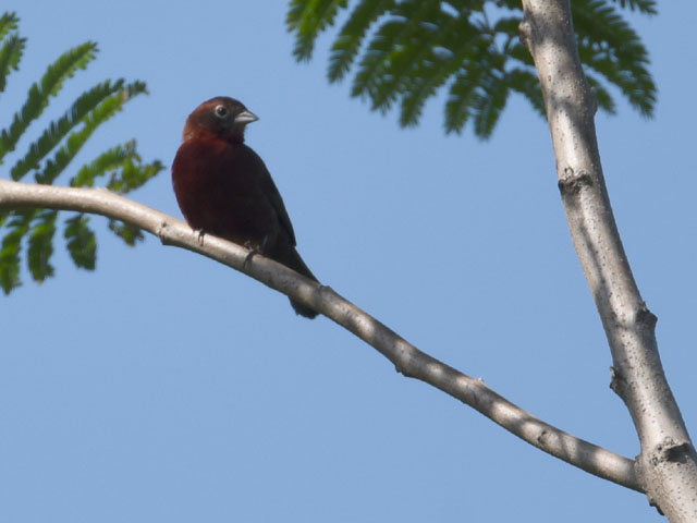 �x�j�C�^�_�L (Coryphospingus cucullatus)