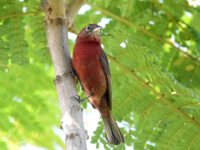 �x�j�C�^�_�L (Coryphospingus cucullatus)