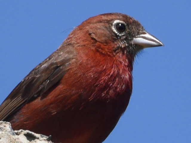 �x�j�C�^�_�L (Coryphospingus cucullatus)