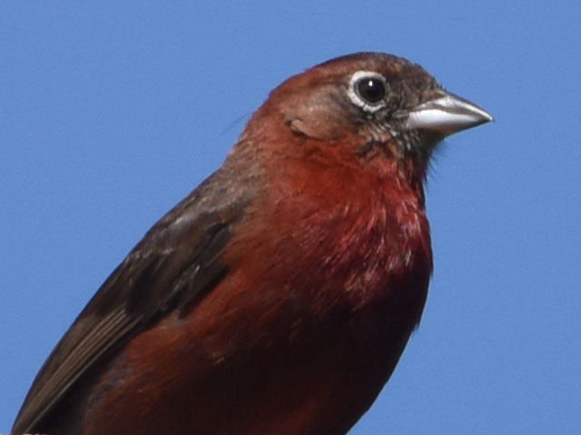 �x�j�C�^�_�L (Coryphospingus cucullatus)