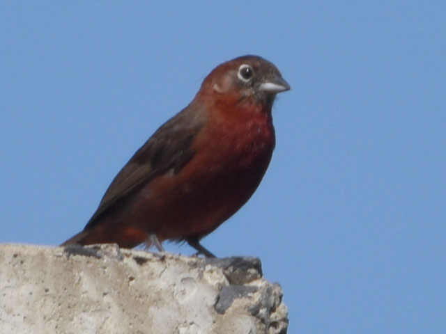 �x�j�C�^�_�L (Coryphospingus cucullatus)