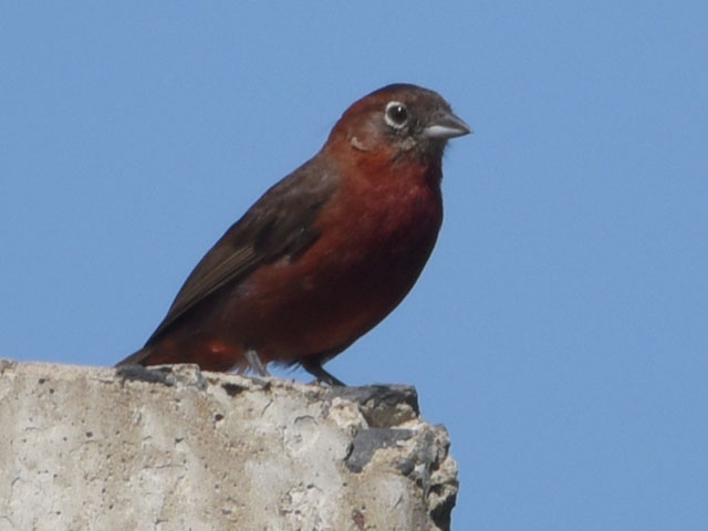 �x�j�C�^�_�L (Coryphospingus cucullatus)