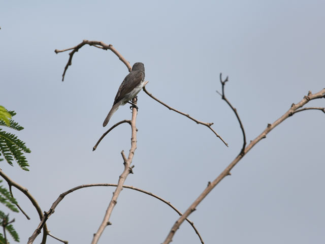 �~�i�~�J�����q���E�\ (Sporophila corvina)