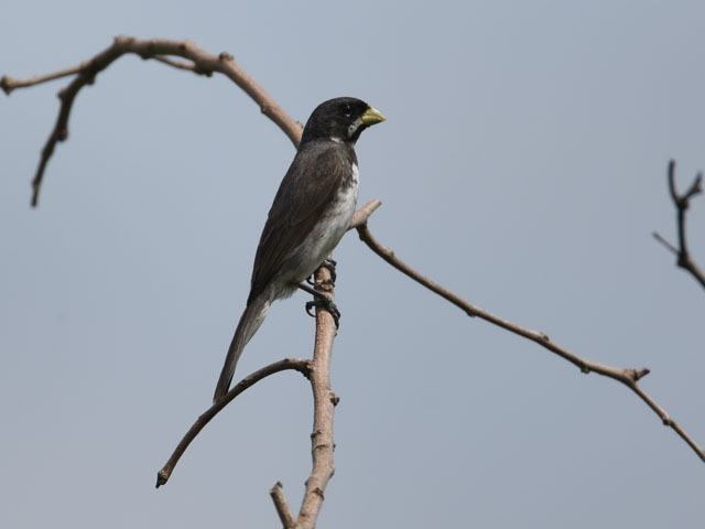 ミナミカワリヒメウソ (Sporophila corvina)