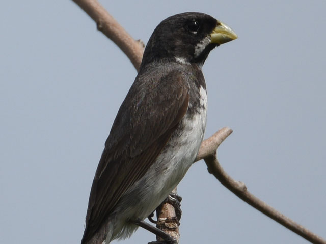 �~�i�~�J�����q���E�\ (Sporophila corvina)