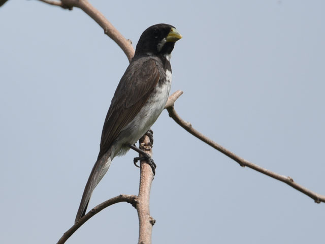 ミナミカワリヒメウソ (Sporophila corvina)