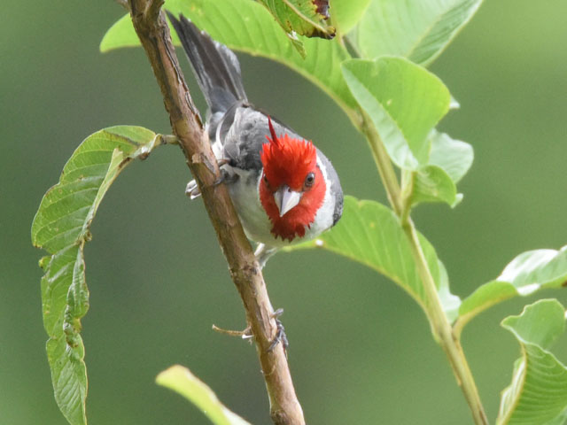 �R�E�J���`���E, Paroaria coronata